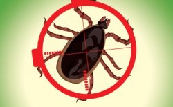 Formation Lyme professionnes de sant